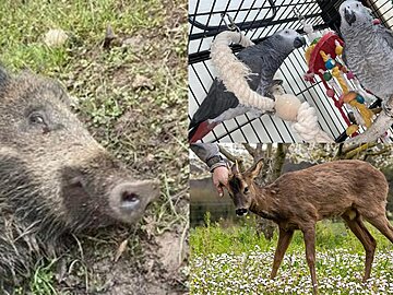 Kangourou, sanglier, perroquet : peut-on vraiment adopter un animal sauvage ? CL rĂ©pond Ă la question dâune lectrice Kangourou, sanglier, perroquet : peut-on vraiment adopter un animal sauvage ? CL rĂ©pond Ă la question dâune lectrice